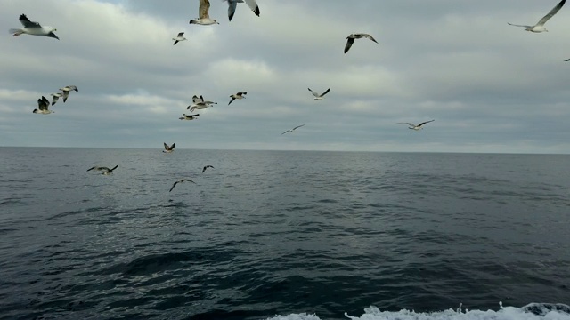 海鸥，塘鹅，观鲸和观鸟，Bermeo, Bizkaia, Cantabrian海，巴斯克地区，西班牙，欧洲视频素材