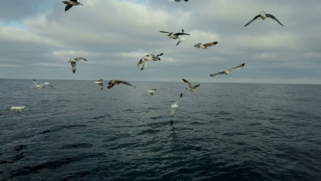 海鸥，塘鹅，观鲸和观鸟，Bermeo, Bizkaia, Cantabrian海，巴斯克地区，西班牙，欧洲视频素材