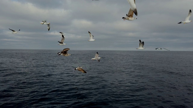 海鸥，塘鹅，观鲸和观鸟，Bermeo, Bizkaia, Cantabrian海，巴斯克地区，西班牙，欧洲视频素材