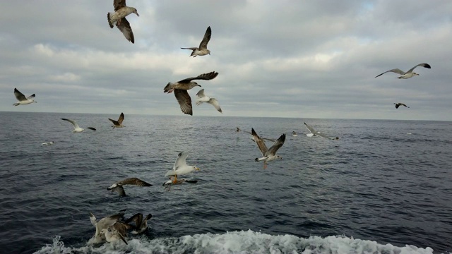 海鸥，塘鹅，观鲸和观鸟，Bermeo, Bizkaia, Cantabrian海，巴斯克地区，西班牙，欧洲视频素材