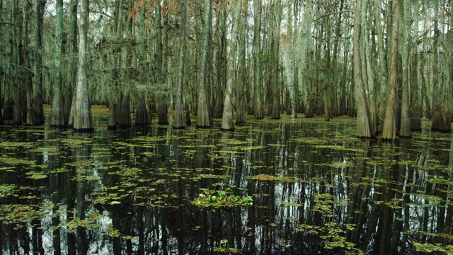 覆盖着西班牙苔藓和Salvinia的柏树漂浮在南路易斯安那州的Atchafalaya河流域沼泽在阴天下视频素材