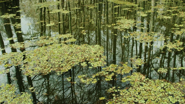 柏树和Salvinia的倒影漂浮在阿查法拉亚河流域沼泽在路易斯安那南部的阴天下视频素材