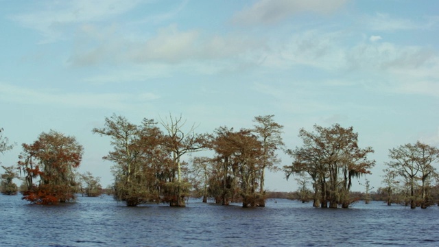 蓝天下，路易斯安那州南部Atchafalaya河流域沼泽中覆盖着西班牙苔藓的柏树视频素材