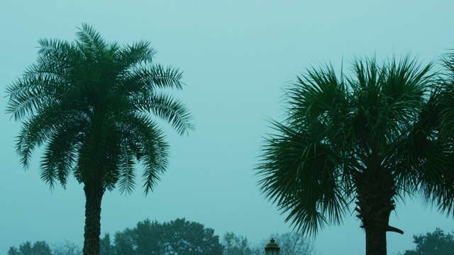 暴风雨时棕榈树在风中摇摆视频素材