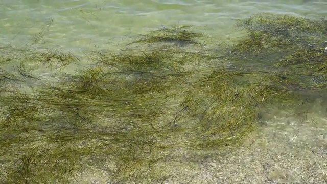 黑海岸边水中的海藻视频素材