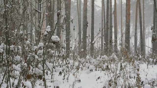 大雪落在长满灌木的松林里。视频素材