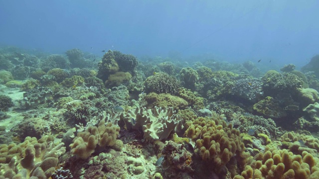 珊瑚礁和游泳的鱼在透明的水蓝色的海洋水下视野。游过海底珊瑚礁的鱼。美丽的海洋生物和水下世界。视频素材