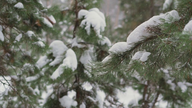 雪落在小松树间。视频素材