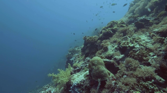 在珊瑚礁和海草中游动的海鱼。成群的鱼在蓝色的海洋珊瑚礁景观。深海潜水。水下生命和海洋世界。视频素材