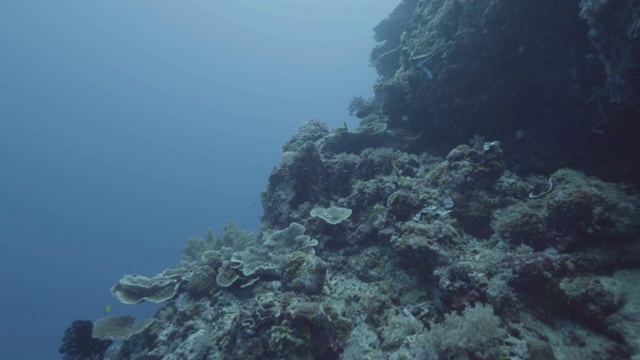 美丽的珊瑚礁和水下的海鱼。珊瑚礁上的海洋动物和水下游泳的鱼。在深海潜水时观察海洋生物视频素材