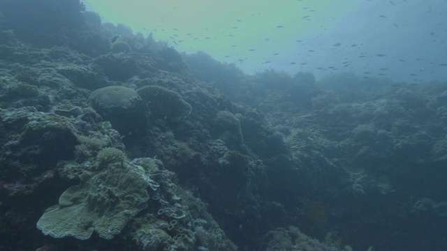 鱼在海里游泳在珊瑚礁的背景。水下生活和海洋世界。水下拍摄时，水肺潜水在珊瑚礁和鱼在深海。视频素材