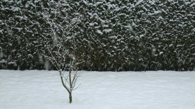 花园里正在下雪视频素材