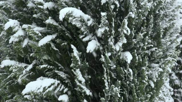 花园里正在下雪视频素材