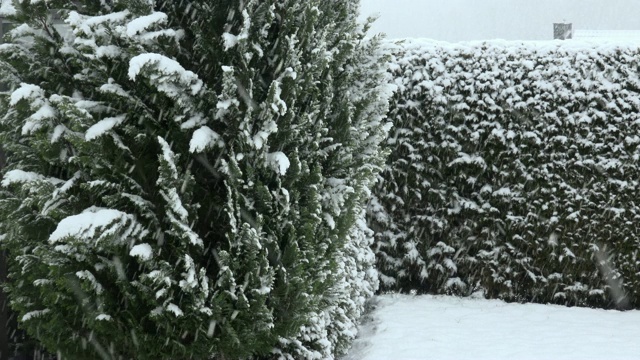 花园里正在下雪视频素材