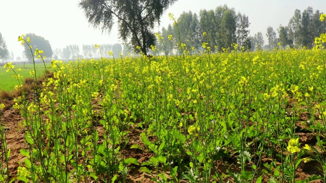 春季种植芥菜视频素材