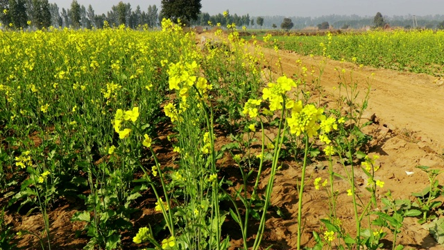 春季种植芥菜视频素材