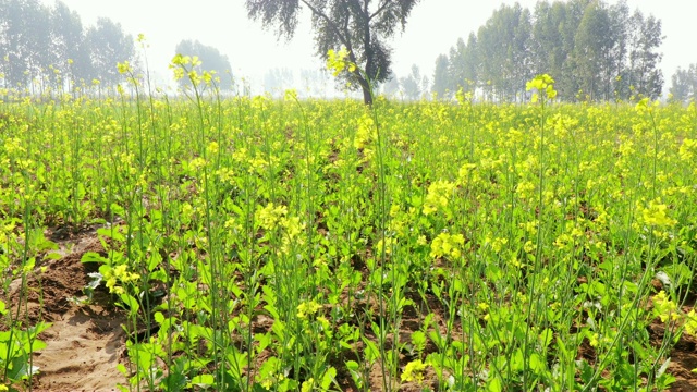 春季种植芥菜视频素材