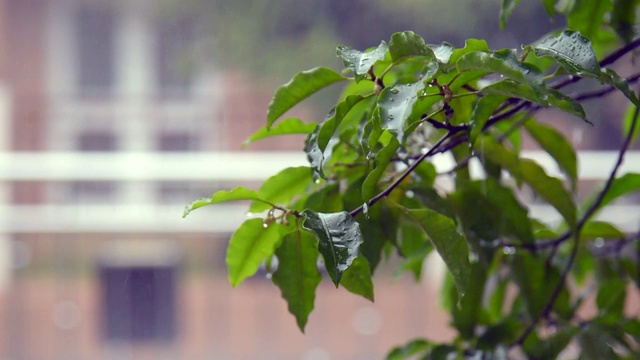 近距离拍摄的摆动，移动，湿枝与树叶在雨和一些水滴飞溅视频下载