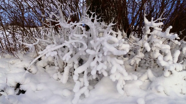 雪中的灌木丛视频素材