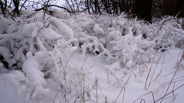 雪中的灌木丛视频素材