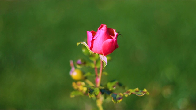 花园里盛开的玫瑰视频素材