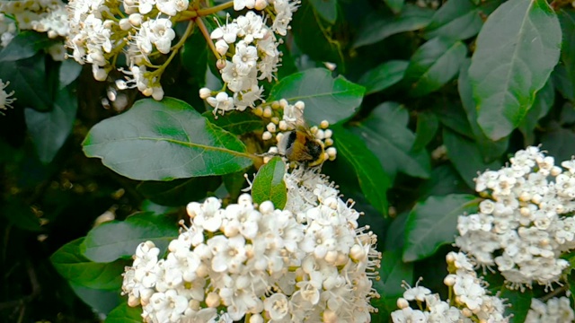 蜜蜂、黄蜂、大黄蜂在花上，慢镜头飞行，近景，为花授粉，春天来了，自然保护可持续性视频素材