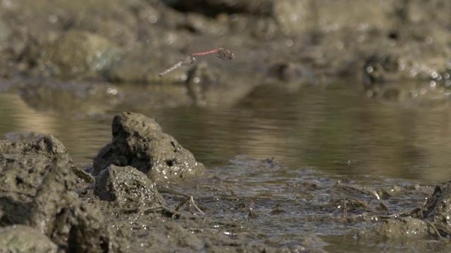 红脉镖鲈(Sympetrum fonscolombii)视频素材