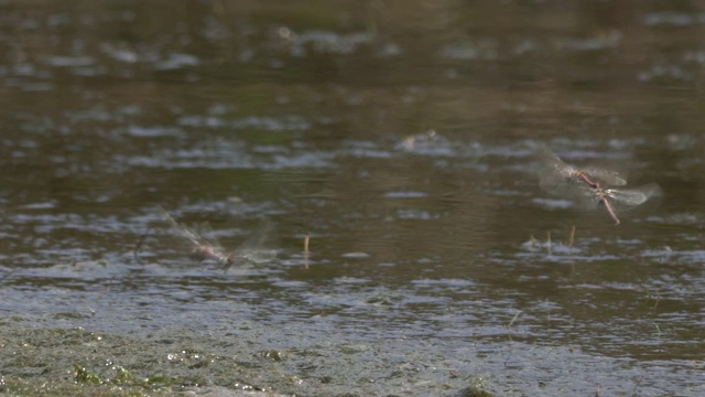 红脉镖鲈(Sympetrum fonscolombii)视频素材