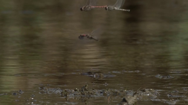 红脉镖鲈(Sympetrum fonscolombii)视频素材