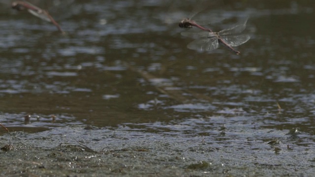 红脉镖鲈(Sympetrum fonscolombii)视频素材