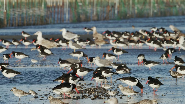 捕牡蛎者(oematopus ostralegus)视频素材