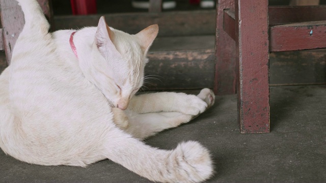 可爱的猫在桌子下面休息。视频素材