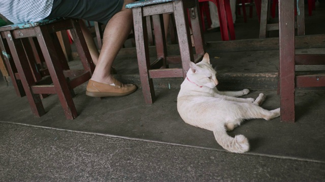 可爱的猫在桌子下面休息。视频素材