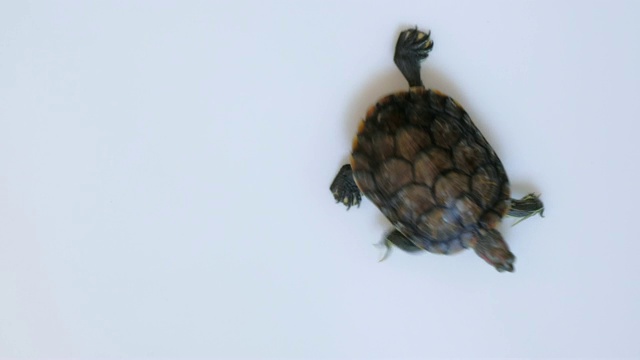 俯视图-红耳龟爬行(Trachemys scripta elegans)孤立在白色背景。视频素材