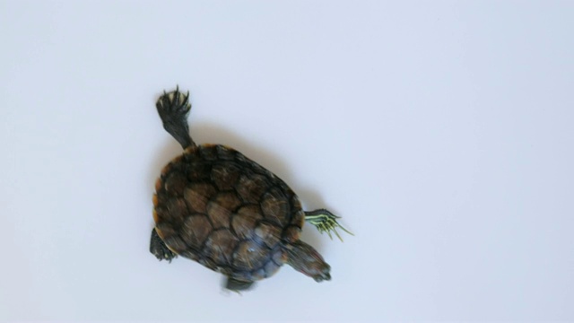 顶视图-红耳龟爬行(Trachemys scripta elegans)孤立在白色背景上。视频素材