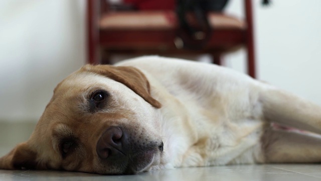 拉布拉多犬躺在房间的地板上睡觉。近距离观察房间内地板上睡着的米色拉布拉多寻回犬。家畜及宠物视频素材