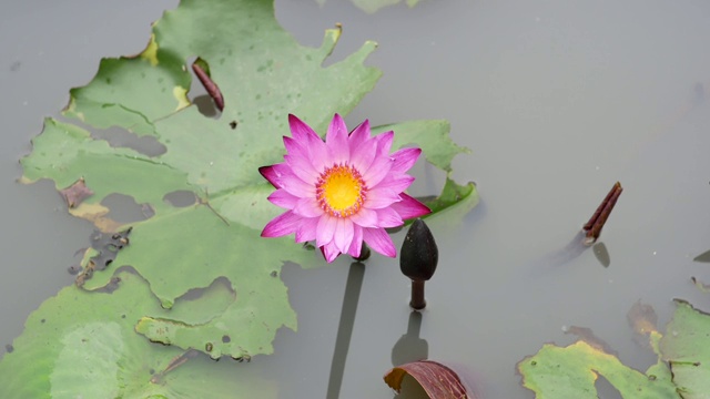 紫莲花是一种美丽的花。视频素材