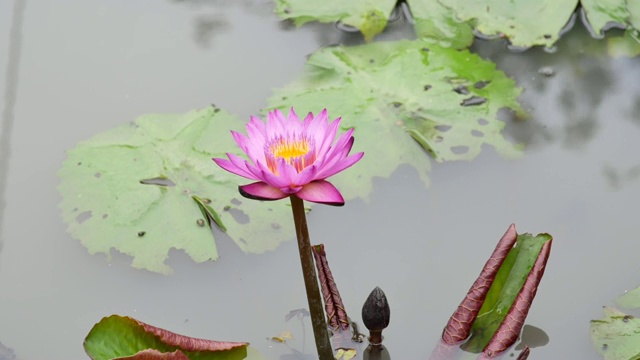 紫莲花是一种美丽的花。视频素材