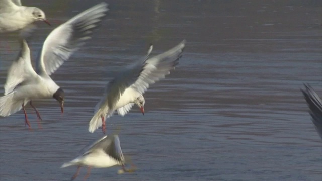 波兰比布尔扎河湿地上空飞过的黑头海鸥视频素材