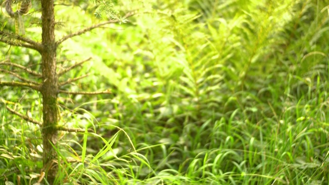 美丽的树木和植物在森林-倾斜运动视频素材