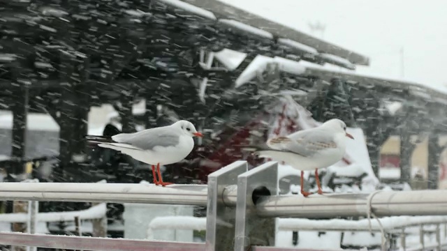 海鸥和下雪天在İstanbul，土耳其视频素材