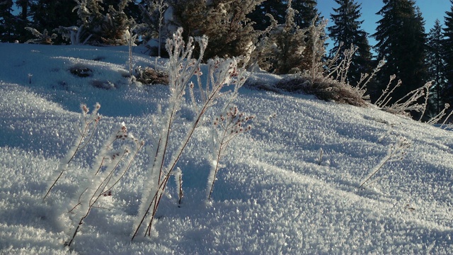 清晨的霜雪结晶体视频素材