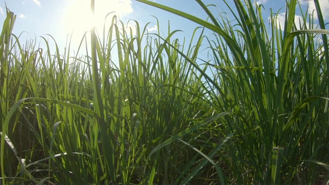 甘蔗种植园日落视频素材