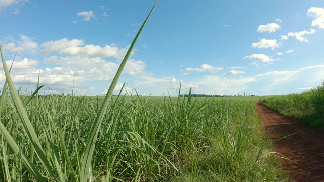 甘蔗种植园日落视频素材