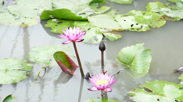 紫莲花是一种美丽的花。视频素材