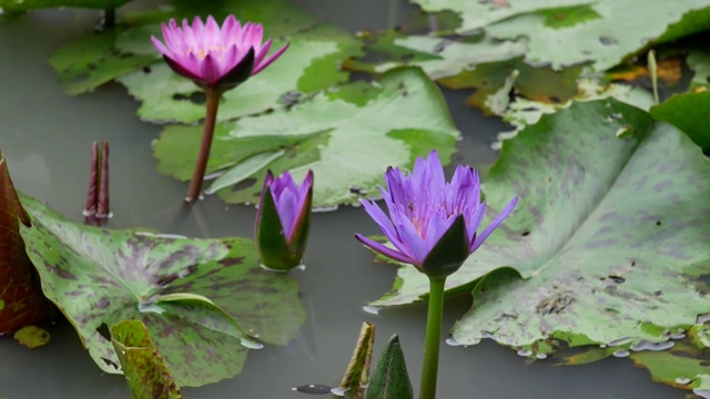 紫莲花是一种美丽的花。视频素材