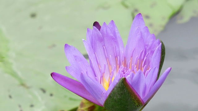 紫莲花是一种美丽的花。视频素材