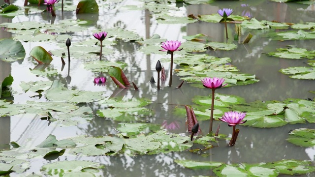 紫莲花是一种美丽的花。视频素材