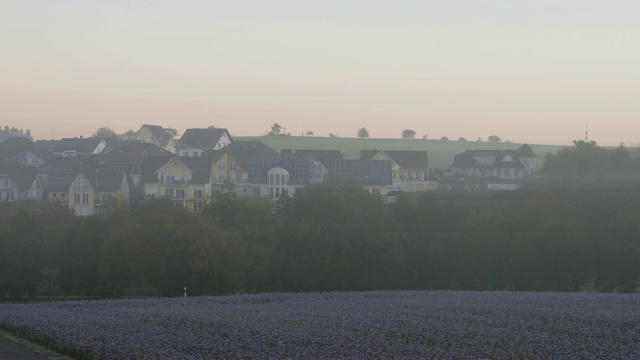 冬天早晨的花圃视频素材