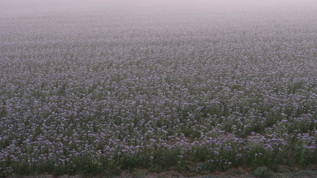 冬天早晨的花圃视频素材